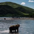 Бурый медведь – Курильское озеро