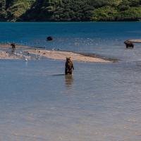 Brown Bear - Kurile Lake - Kamchatka