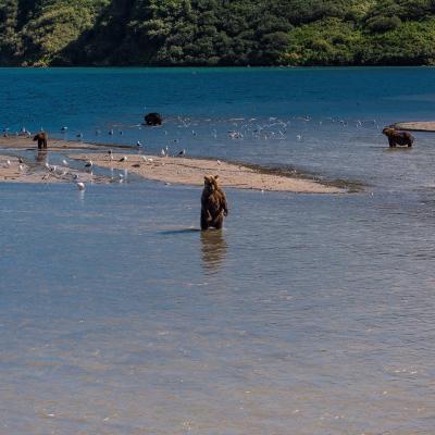 Бурый медведь – Курильское озеро