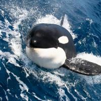 Kamchatka orcas