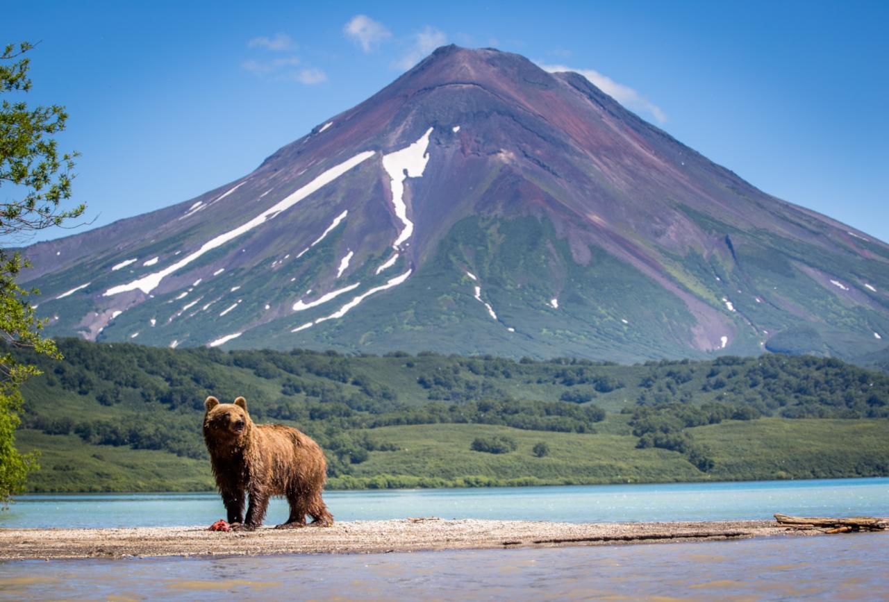 Ours brun - Lac Kiril - Kamchatka