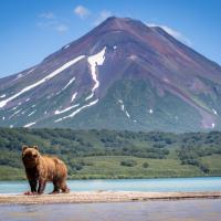 Бурый медведь - озеро Кирил - Камчатка