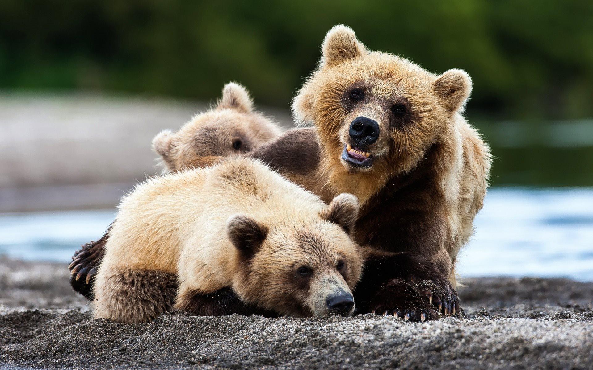 Brown Bears - kamchatka